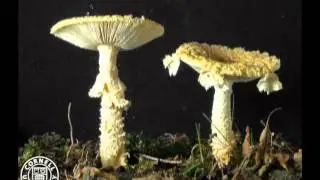 Amanita muscaria, in time lapse