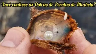 Voc&ecirc; conhece as Ostras de P&eacute;rolas de Ilhabela? (Pinctada sp.)