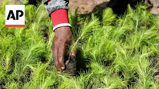 Refugees work to restore forest in Uganda