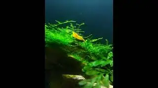 Orange Shrimp cleaning moss planted tank planted aquarium    #shrimp #algaeeater #shrimpkeeping