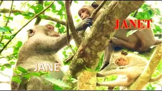 Clip Janet get Milk & show sad face to Jane monkey pity . Janet monkey today