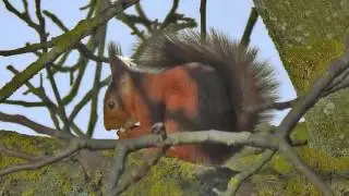 L'écureuil roux, Sciurus vulgaris (par Christian Aimar)