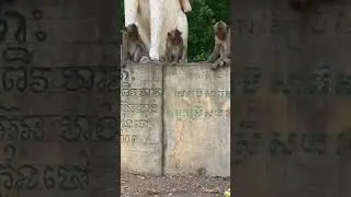 Monkey video  Prank monkey #funny #monkey #monkeyvideo #animals #funnyanimal #monkeyshow #animals