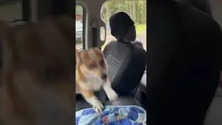 Corgi butt wiggles