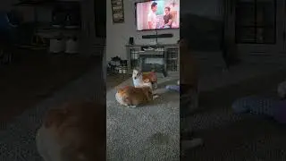 #corgi #dogs #furbabies #cute #dogplaying #shorts #dogshorts #corgiworld #wrestling