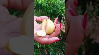 #whiteguava #cutting #verytasty #viralvideo #shorts