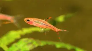 Paedocypris progenetica