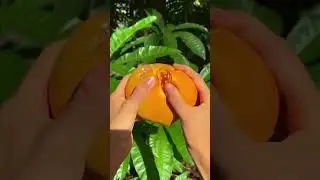 ASMR Fruit Picking | Harvesting Exotic Chinese Fruits #asmr #chinesefruits #relaxingsounds