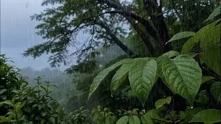 Не слушай, если не хочешь быстро уснуть под мягкий дождь в спокойном лесу