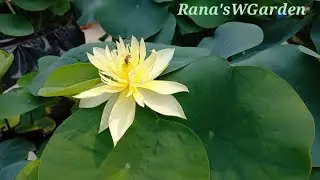 Lotus in my garden( Autumn In Mouling)