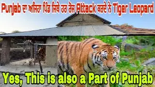 Punjab ਦਾ ਅਜਿਹਾ ਪਿੰਡ ਜਿਥੇ ਹਰ ਰੋਜ Attack ਕਰਦੇ ਨੇ Tiger Leopard | Yes, This is also a part of Punjab |