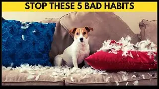 Top 5 Bad Habits To Avoid In Your Dogs