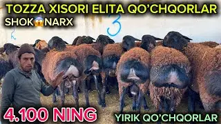GIGANT QO’CHQORLAR NARXINI RAVSHANBEK AKA ARZON QO’YDI PULI ARZON YIRIK QOCHQORLAR KELDI