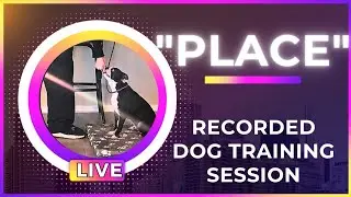 In-Home Dog Training Session: Teaching A Boston Terrier Puppy 