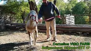 Cornelius Pecora Bergamasca Gigante OTT 2017