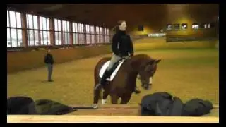 Dressurlehrgang bei Ellen Bontje