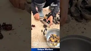 Extracting beetle larvae: harvesting grub worms for food