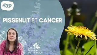 Pissenlit (Taraxacum officinale) et cancer - Propriétés scientifiques et usages en herboristerie