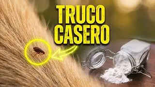 C&oacute;mo Quitarle las PULGAS a mi PERRO y ELIMINARLAS de la CASA con BICARBONATO de Sodio