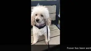 Dog Aggression: Positive Reinforcement Training at work