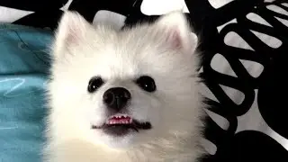 My Cute American Eskimo Puppy