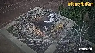 Newfoundland Power Osprey NestCam