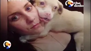 Albino Dog With Rare Disease Never Stops Smiling | The Dodo