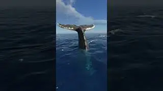 Stranded Deep - Walk with a whale (прогулка с китом) #shorts