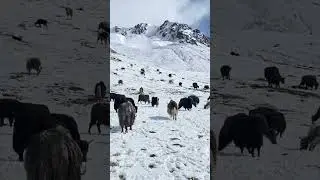 Himalayan yak china Pakistan border #yak #himalayan #animals #viral #travel #wildlife