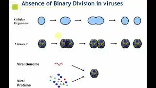 Microbio ABT Viruses and Phages