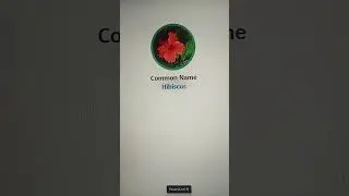 Hibiscus