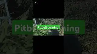 Pitbull Training in Beautiful Neighborhood #PitbullTraining #DogFriendly #ObedientPitbull #HappyDogs