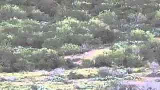 Vapor Trails at 1000yds 2