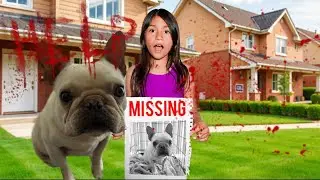 MY DOG IS MISSING !
