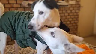 Max & Mauzer Daily Vlog Part 2#DailyVlog #DogVlog #PetVlog #DogShorts #YouTubeShorts#livestream
