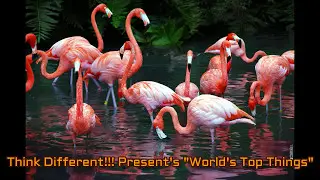 World's Top 10 Most Beautiful Birds | World's Top Things Series| Episode # 009