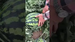 high yielding water melons in Europe
