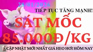 Giá Heo Hơi 28/1/2026: TIẾP TỤC TĂNG MẠNH, SÁT MỐC 85.000 ĐỒNG/KG