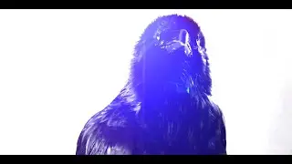 Siva Six - Superstition  