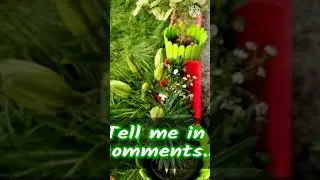 Rare Asiatic Lily Part 1 | Record Flower Buds | How to grow Asiatic Lily in Pots #asiaticlily #lily