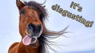 How to easily clean your horses water trough