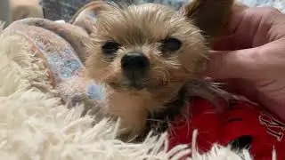 Murphy dog massage. Relaxing with Mama. #yorkie #puppy #cute #teacupdogs #puppylove #doglife 