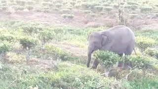 elephant conservation in india