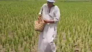 ياعم الحاج عيب عليك لما تحط الكيماوي خطأ لمحصول الأرز  وتضيع الإنتاج شوف الفلاح ده بيحطه علي الناشف
