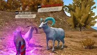 The Wolf - Dall Sheep Champion In Featured Wild Tundra 🏆