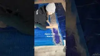 Farm to Finish! Alpaca Fiber & Silk Scarves 🦙💜🦙 #offgrid #farm #shorts