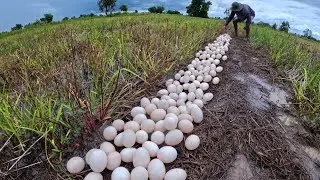 OH OH, a lot of duck eggs under the garss pick by hand farmer amazing