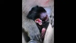 Comely baby monkey getting milk