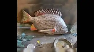 FiberGlass  Fish replica for the museum by F.H art