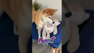 Cats and Dogs TV   Daily Pawcast Part 170
